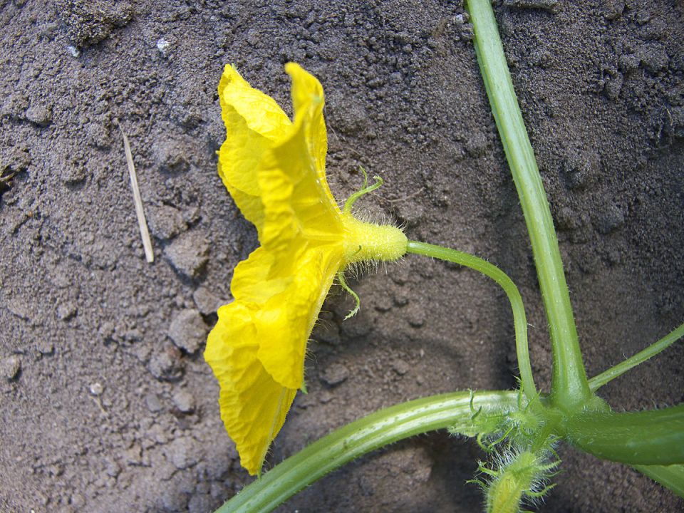 ������ ��������� � ������ ����� ����� �������