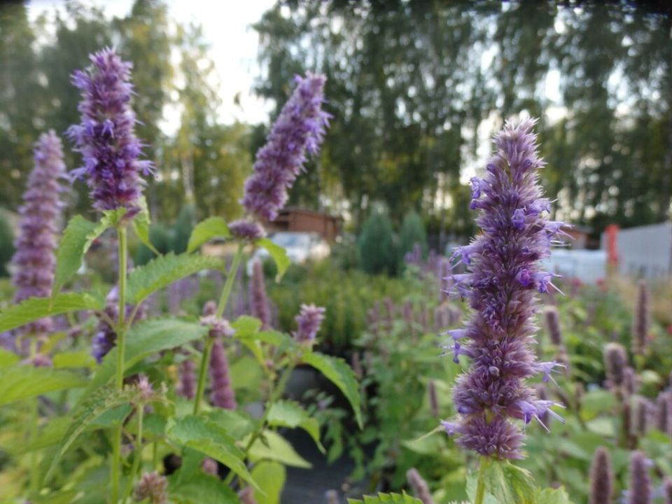 ������: ������������ �������� ��� ������ ��������