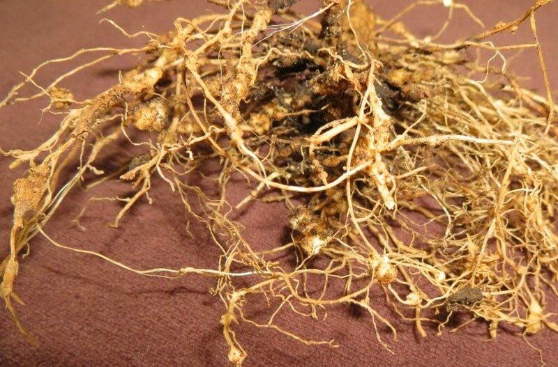 ��� ���������� �� �������: ����������� ������ ��� ������ �������