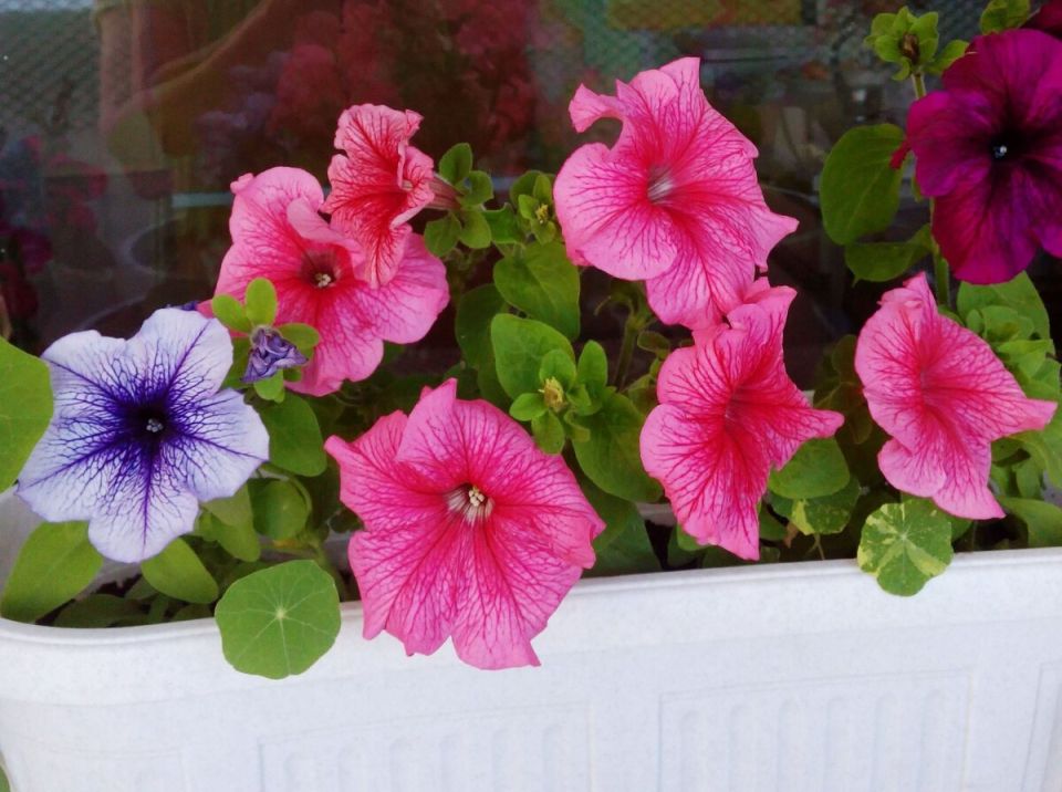 ��� ��������� ������ � �������: �������� ������ �������