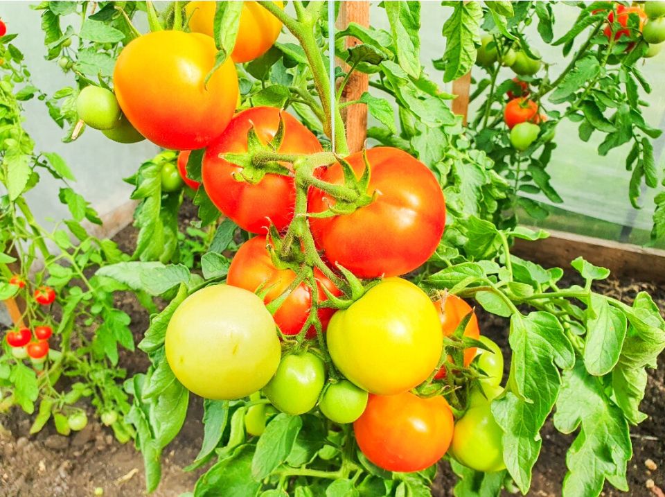 ���� �������� �������, ����� �������� ������������� ������ � �������