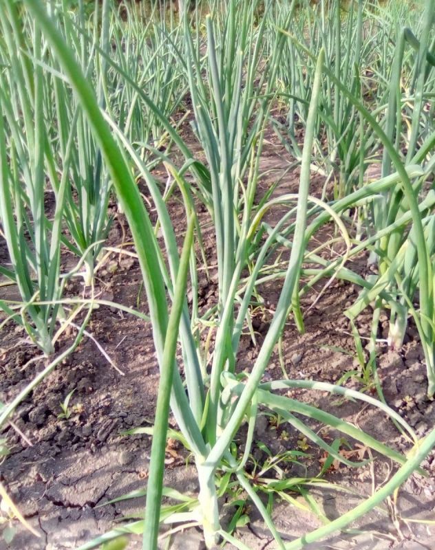 ��� �� ����� ������ � ����� � ����: ������ ��������� ��� ��������� ��������