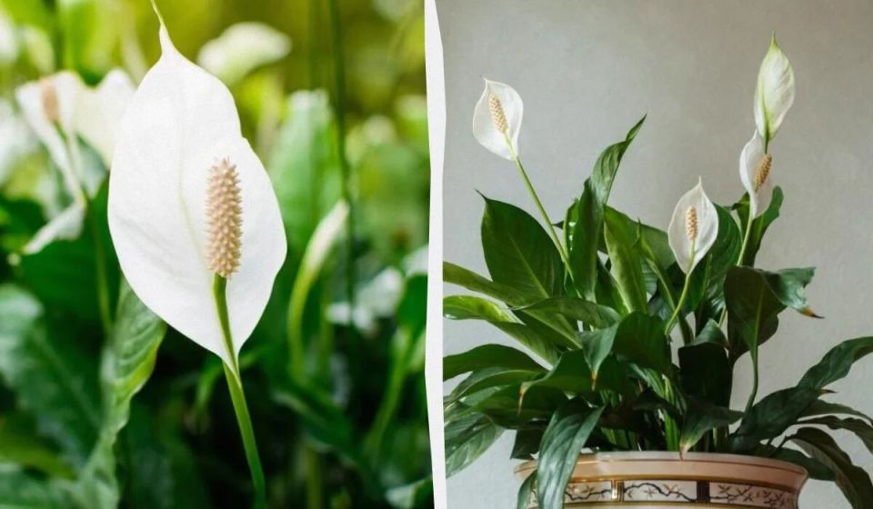 Как вдохнуть жизнь в спатифиллум: советы по уходу за женским счастьем