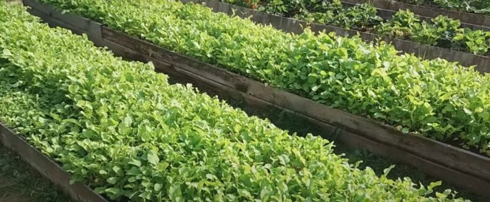 Сидераты: ваш лучший помощник для улучшения почвы без лишних затрат