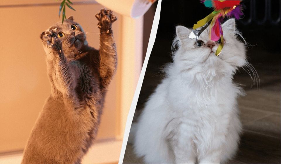 �������� ��������: ���-10 ����� ������� �������� ����� ��� ������� � ����� ����