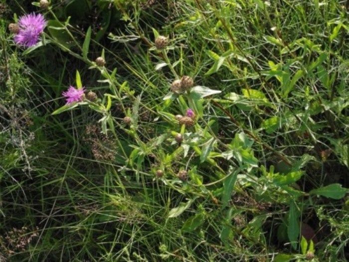 Василёк луговой: чем он интересен?