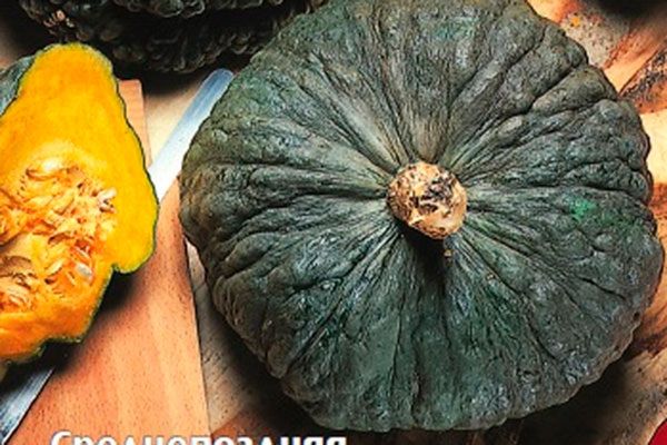 Уникальная тыква Царевна-лягушка и секреты её выращивания