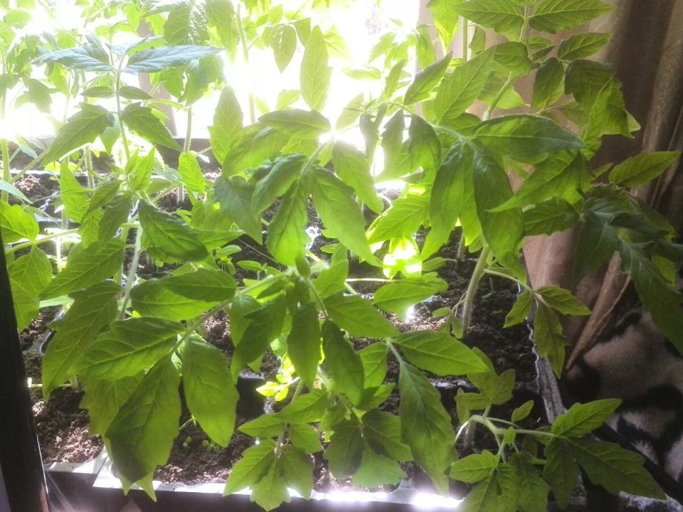 Подпитывайте рассаду помидоров йодом: простые секреты успеха