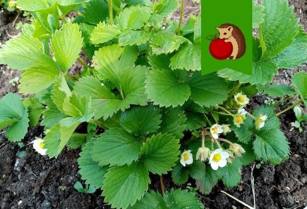 ������ �� �������: ��� ��������� � �������� ��� ������� ������