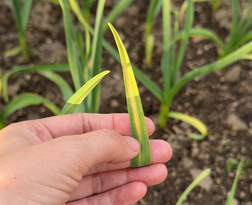 ��� ������ ��������� ������: ������ �����, ����������� ��������