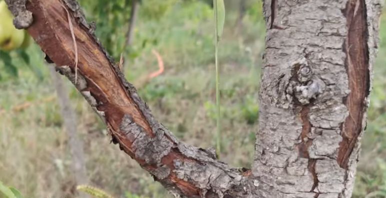 Как выбрать идеальную побелку для деревьев: 5 лучших вариантов