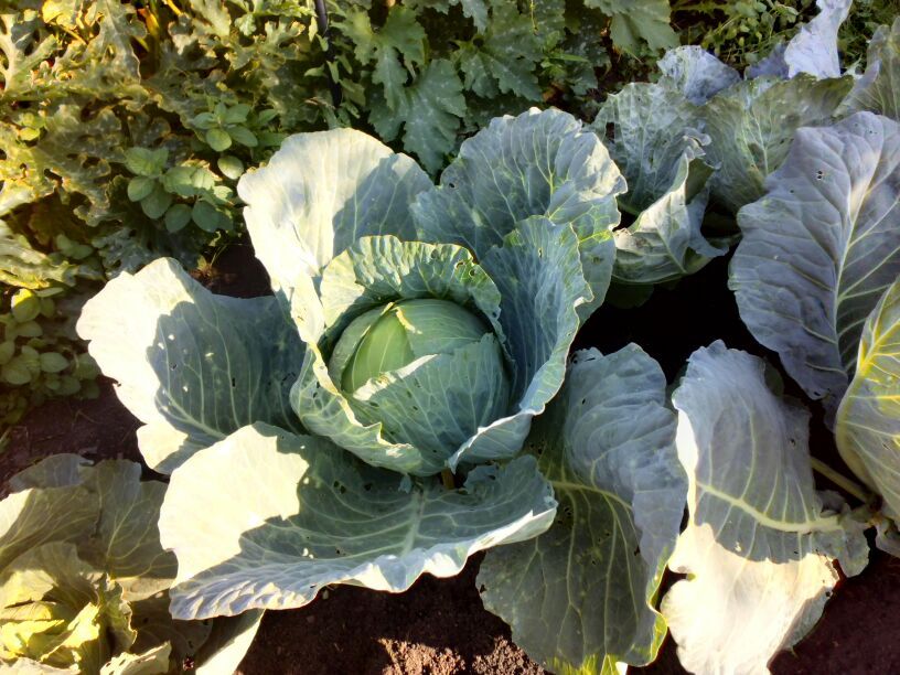 Удивительные достижения на грядке: секреты ухода за капустой и цветным урожаем