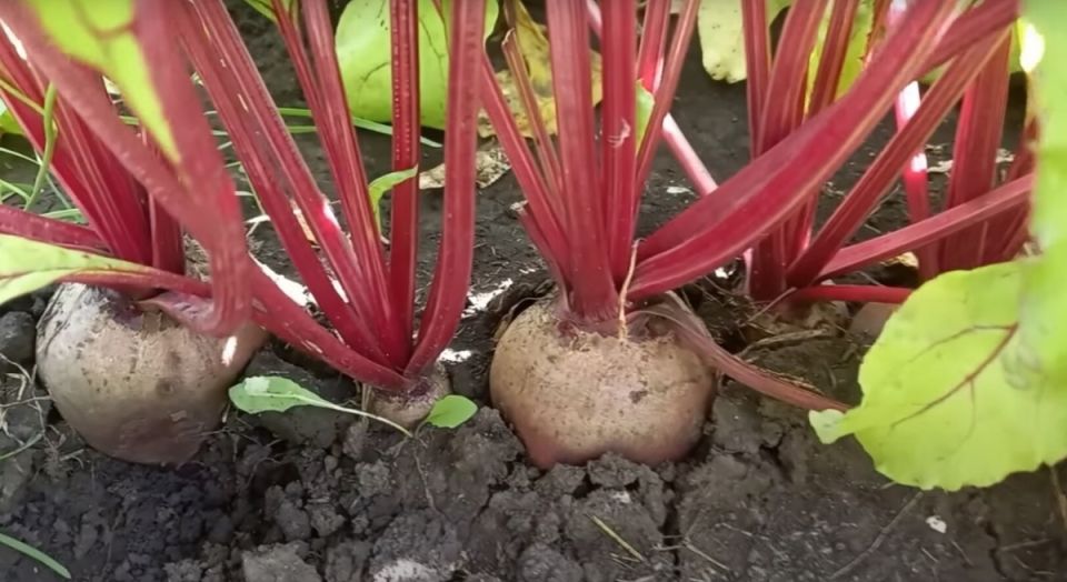 Как вырастить сладкую свеклу: важные подкормки в июле